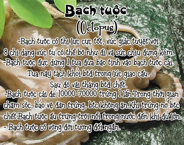 Tổng Hợp Bestiality Oneshot 0 Cậu Bé Cưỡi Bạch Tuộc (Shota 0 Tentacles!!) trang 7